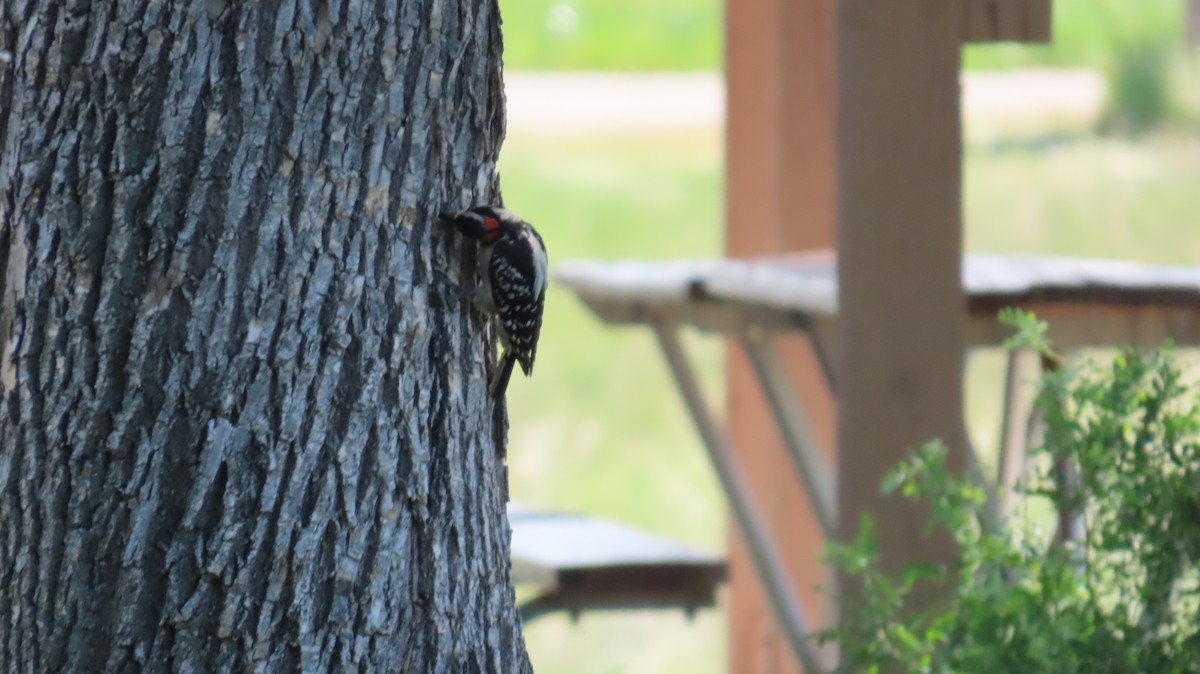 Downy Woodpecker - ML637749616