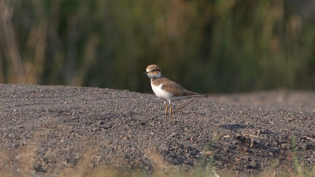 Little Ringed Plover - ML637749618