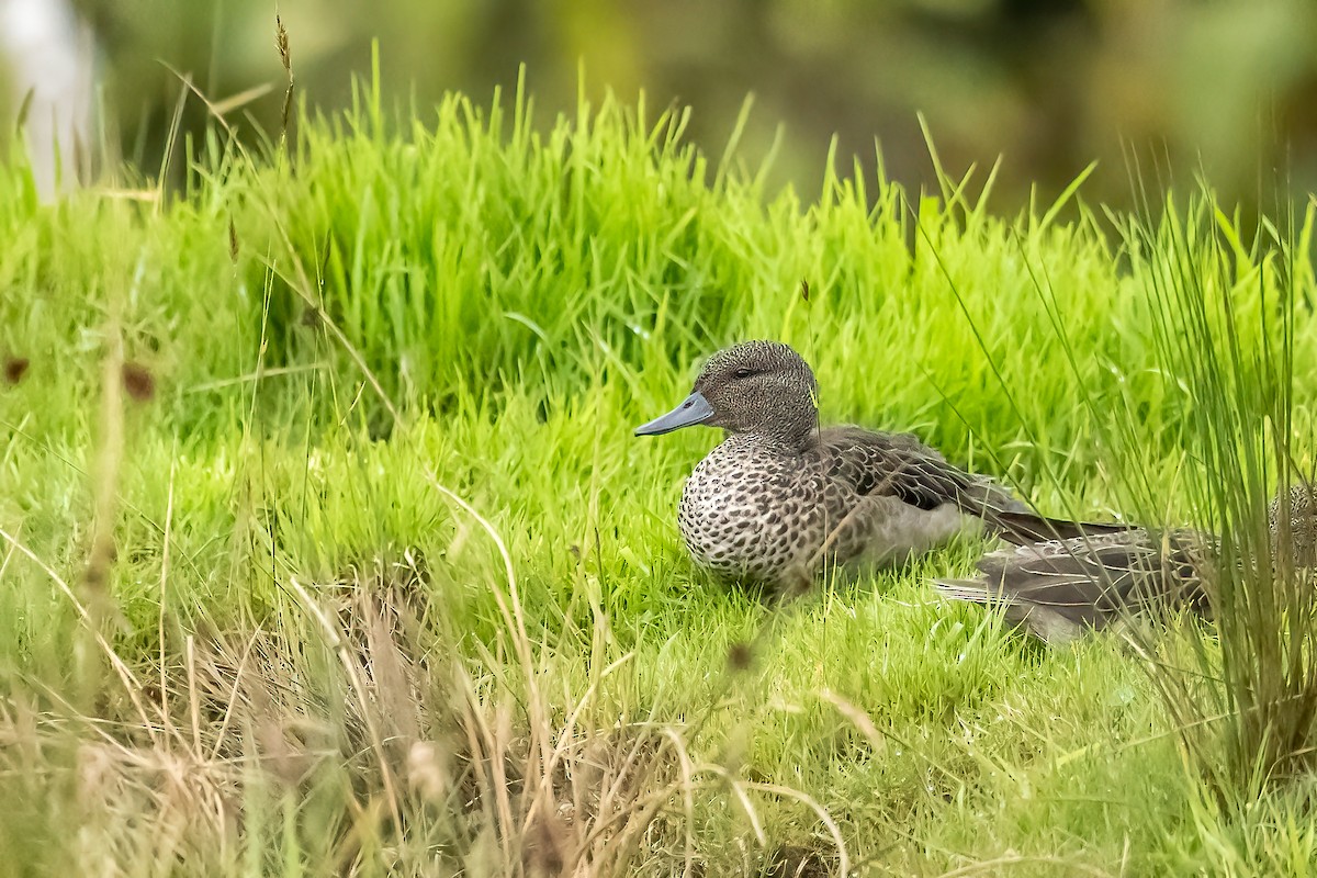 Andean Teal - ML637749643