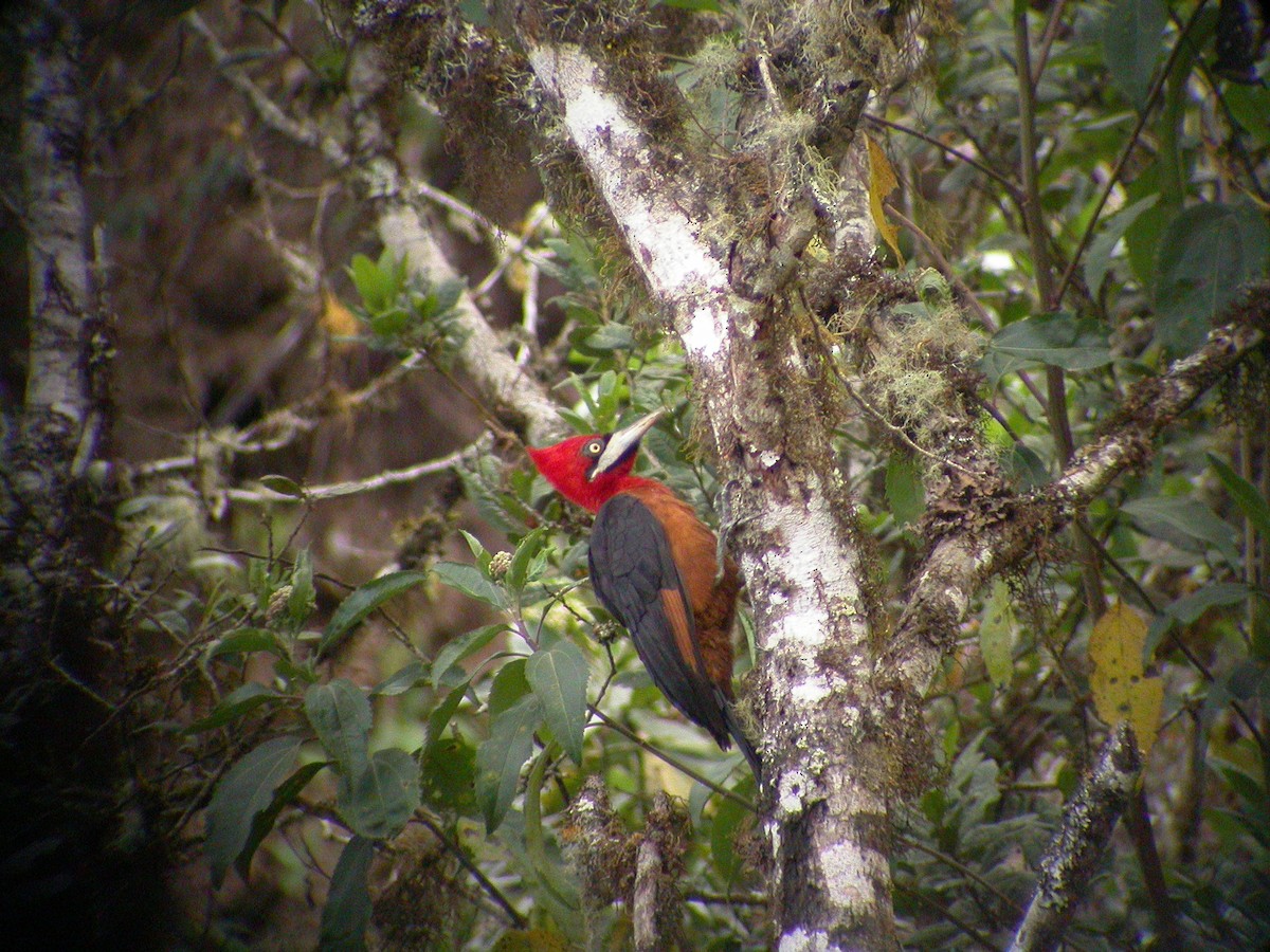 Red-necked Woodpecker - ML637749791