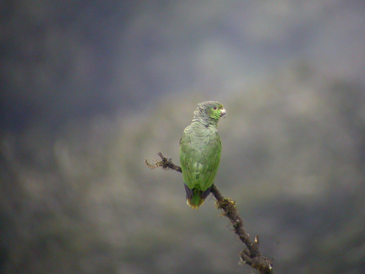 Scaly-naped Amazon - ML637749827