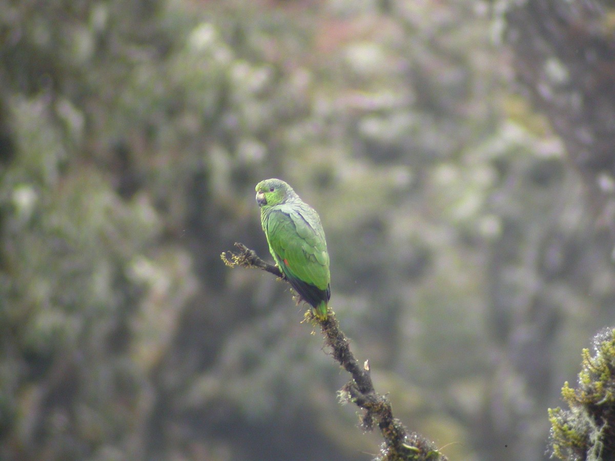 Scaly-naped Amazon - ML637749833