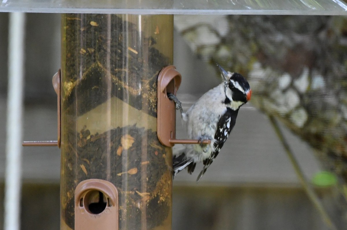Downy Woodpecker - ML637749834