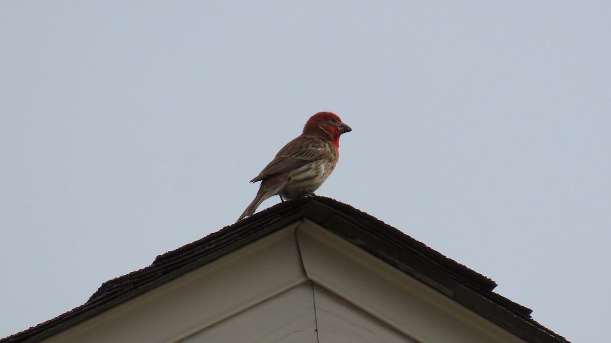 House/Purple Finch - ML637749889