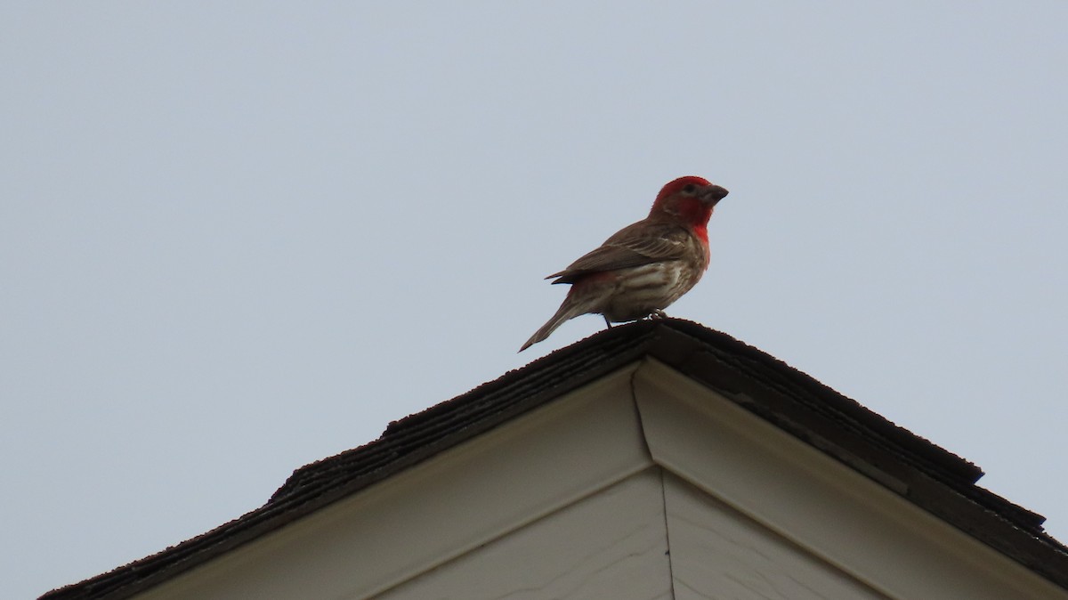 House/Purple Finch - ML637749890