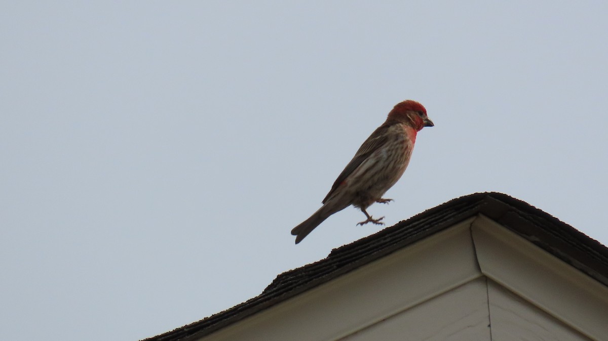 House/Purple Finch - ML637749891