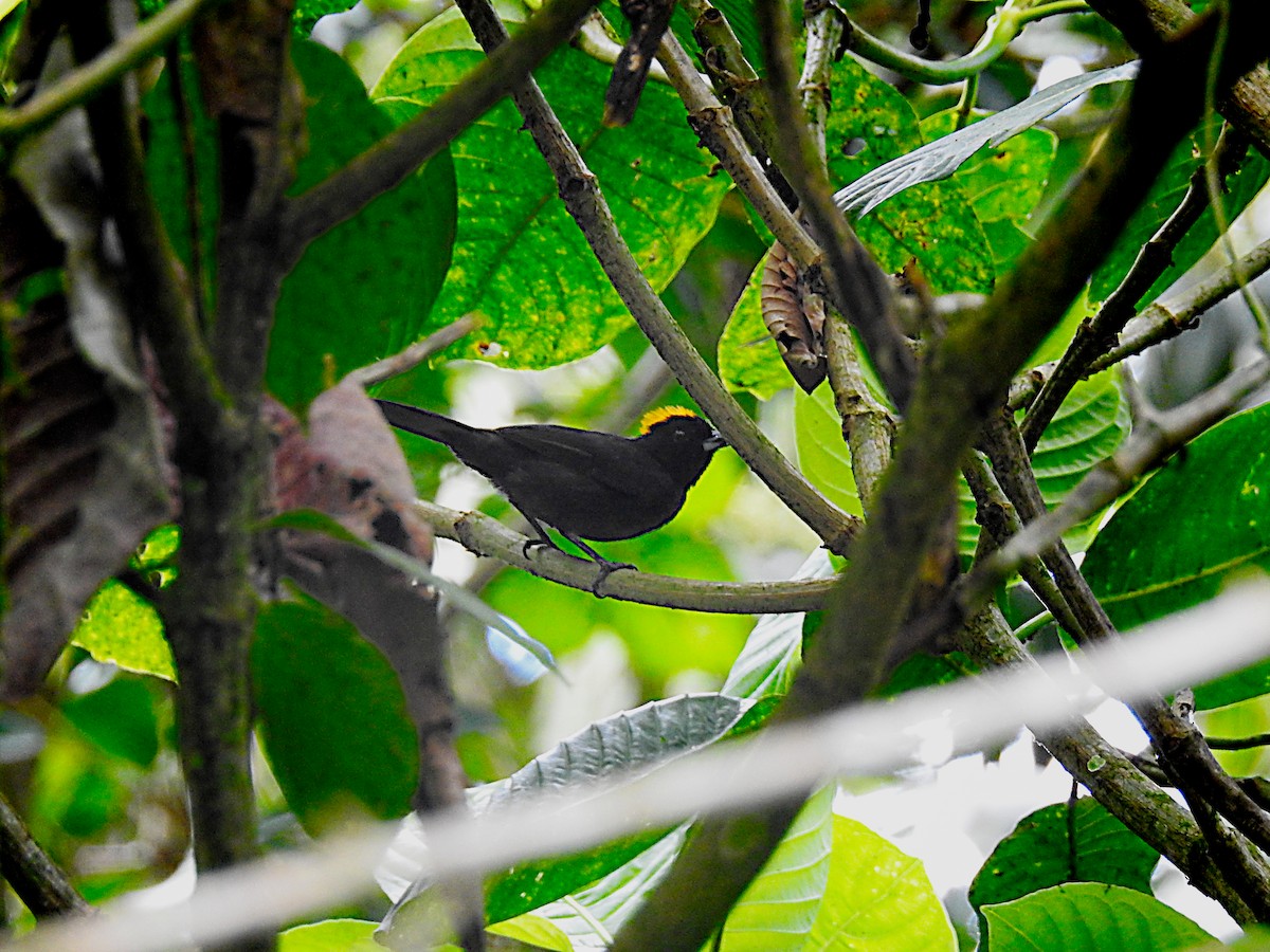 Tawny-crested Tanager - ML637749966