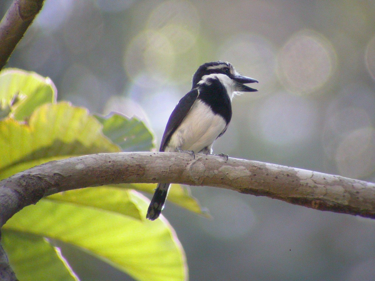 Pied Puffbird - ML637749987