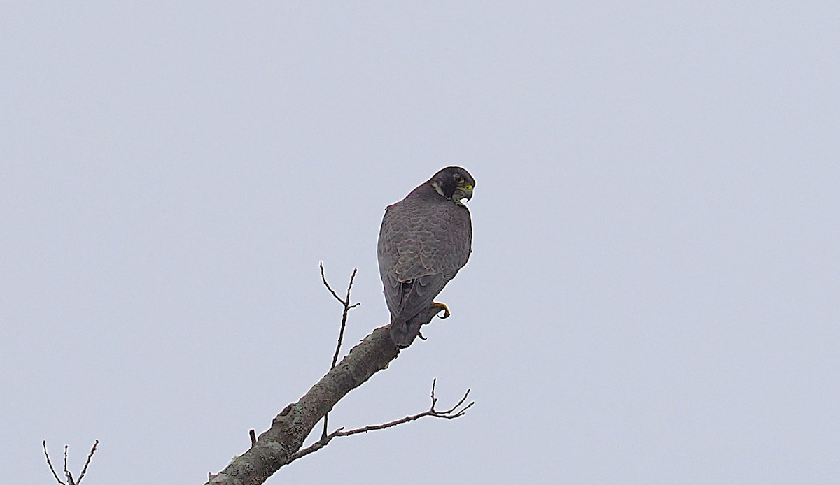 ハヤブサ - ML637749993