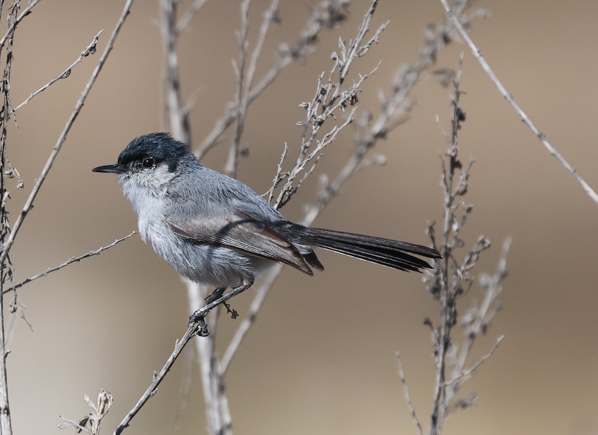 California Gnatcatcher - ML637750048