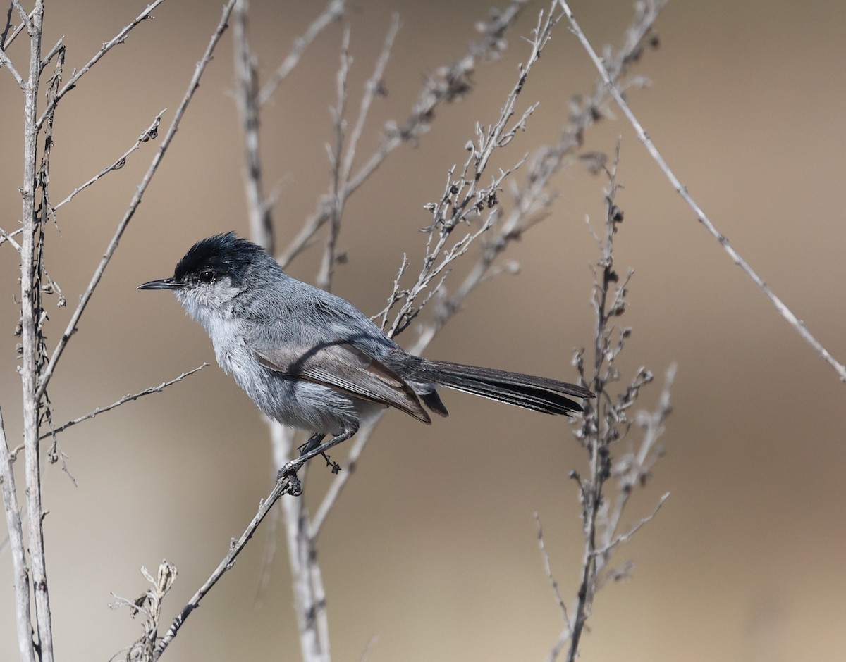California Gnatcatcher - ML637750049