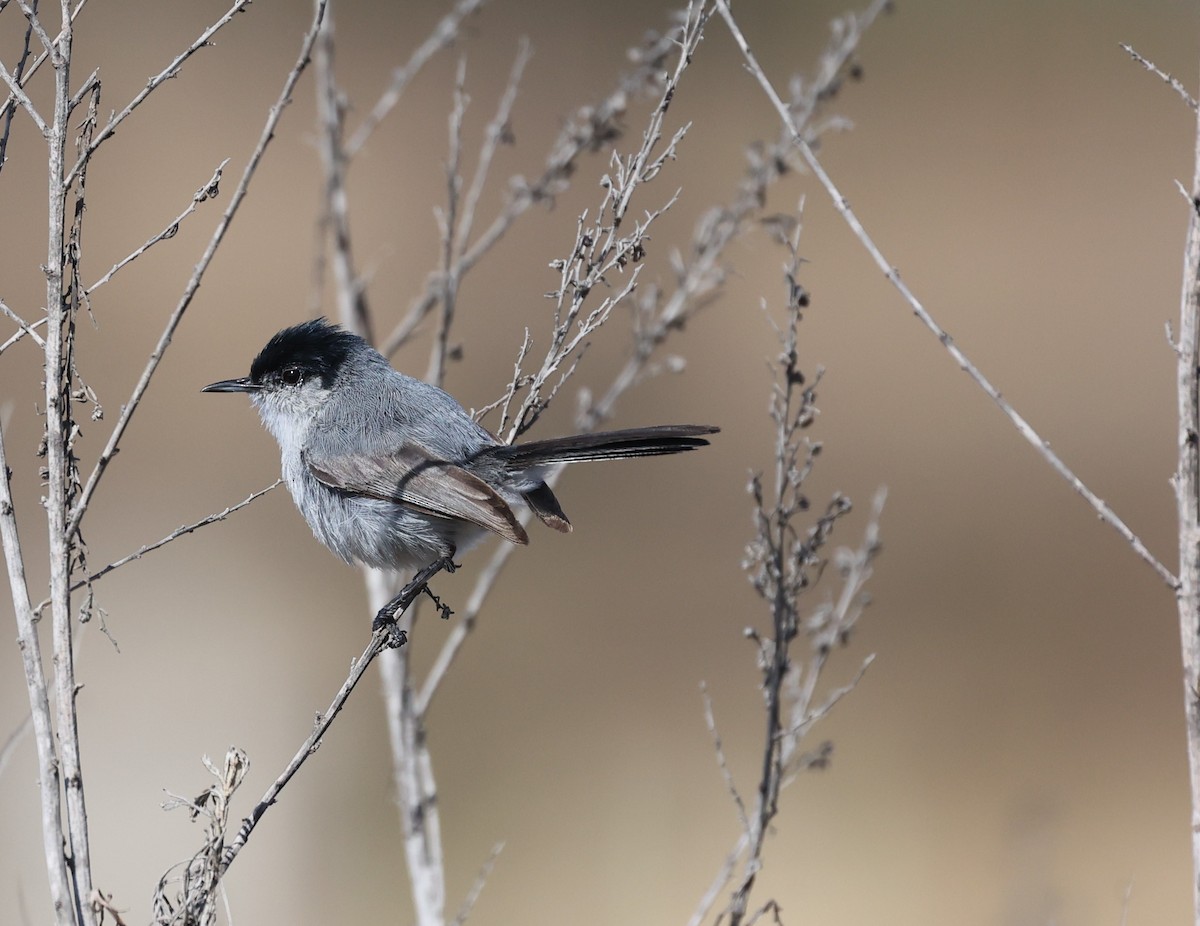 California Gnatcatcher - ML637750050