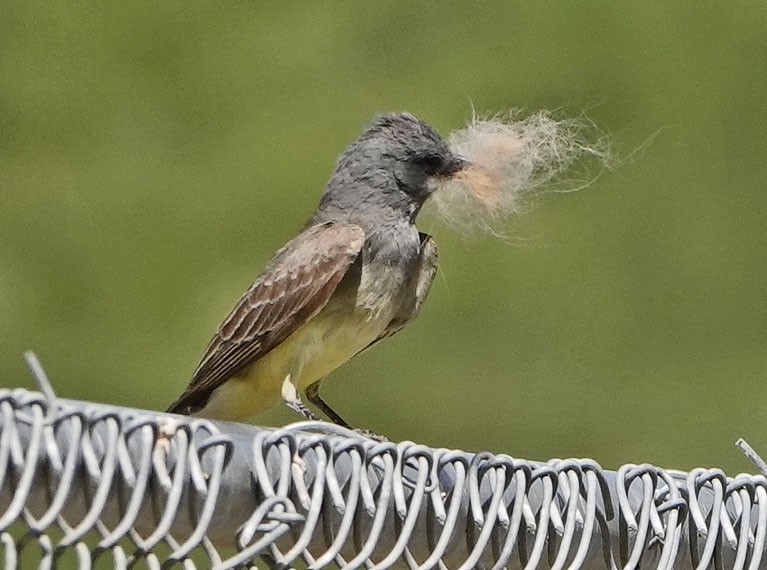 Cassin's Kingbird - ML637750062