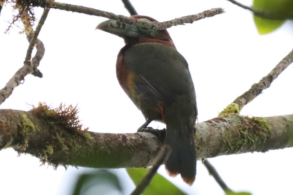 Spot-billed Toucanet - ML637750064