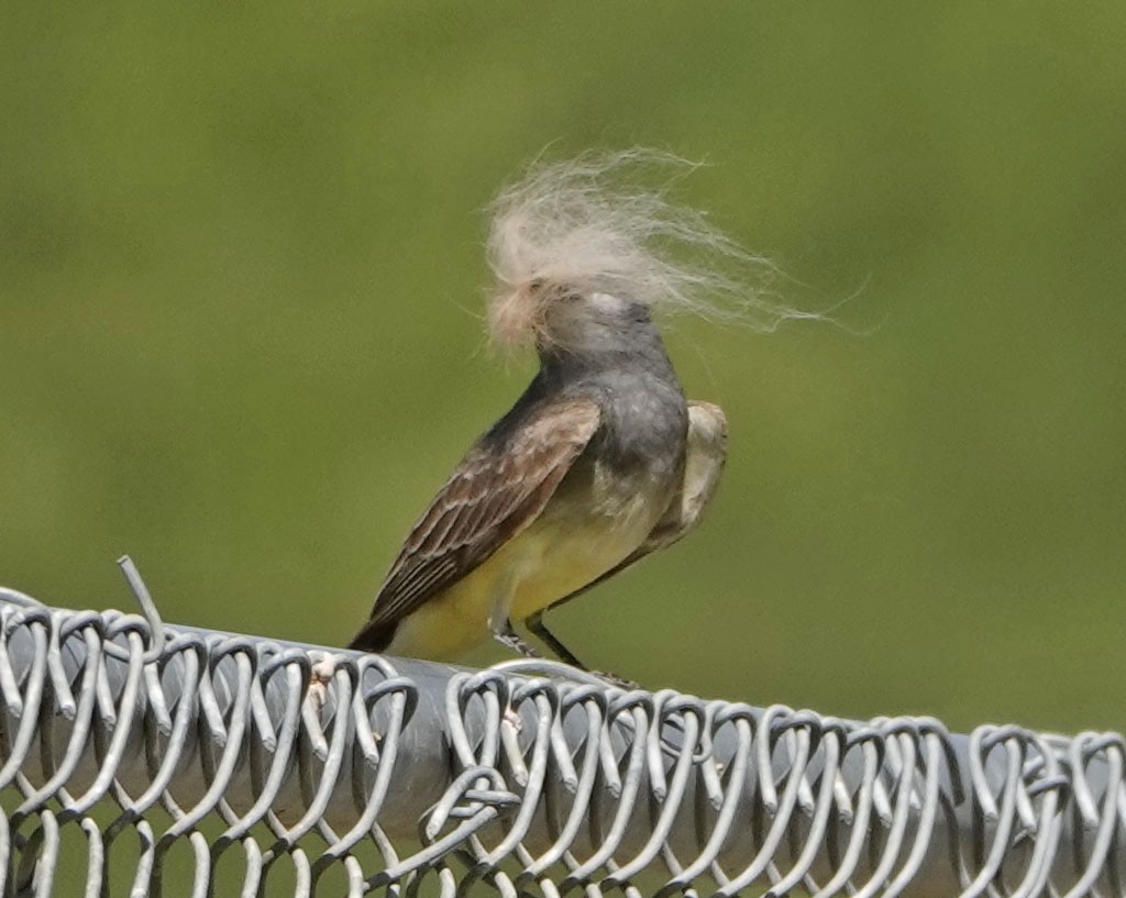 Cassin's Kingbird - ML637750068