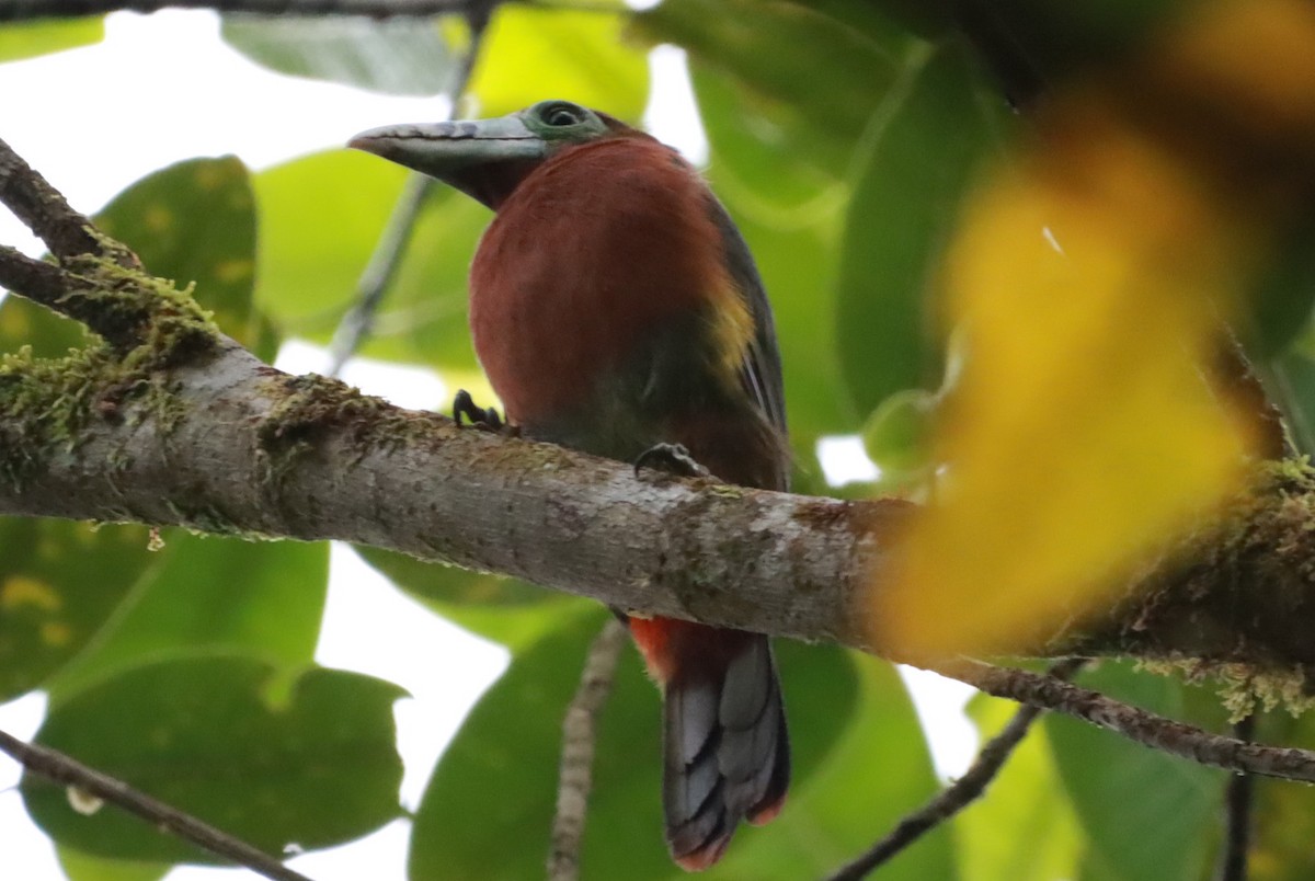 Spot-billed Toucanet - ML637750069