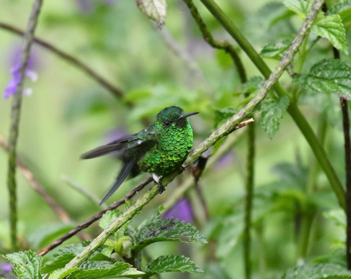 Steely-vented Hummingbird - ML637750093