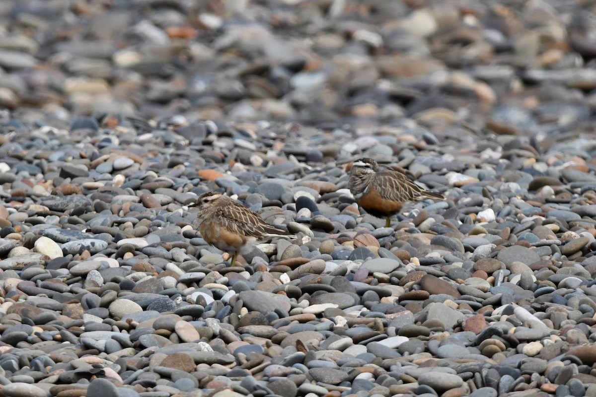 Eurasian Dotterel - ML637750110