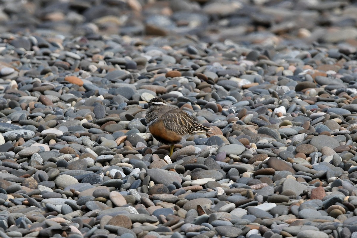Eurasian Dotterel - ML637750111