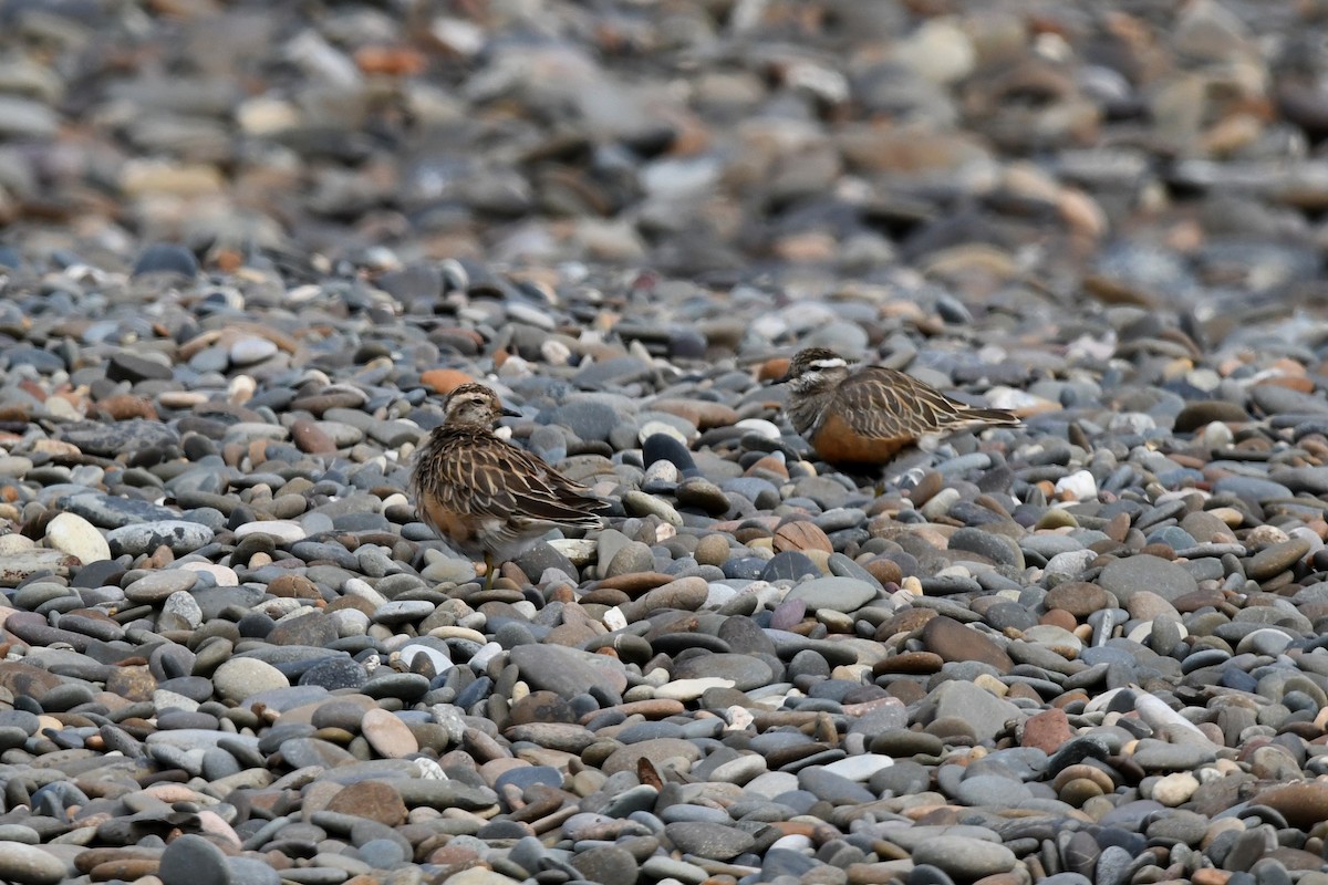 Eurasian Dotterel - ML637750113