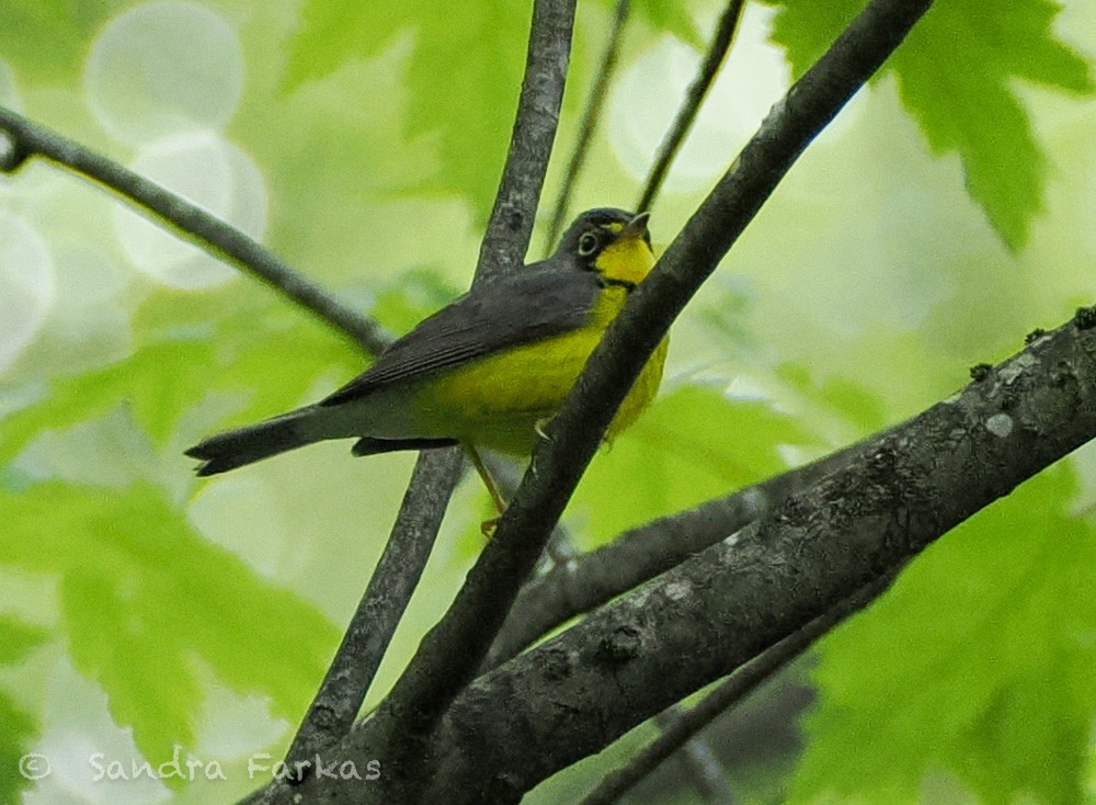 Canada Warbler - ML637750142