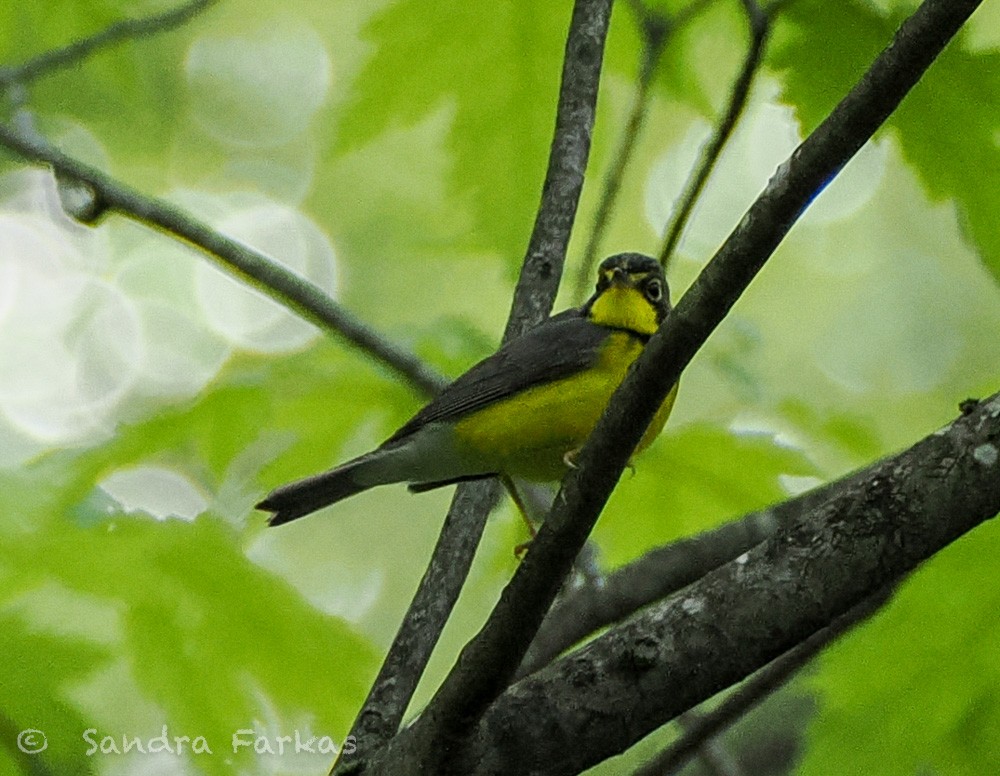 Canada Warbler - ML637750143