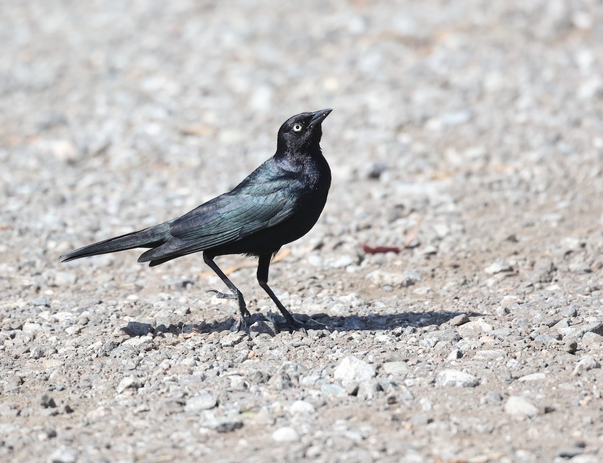 Brewer's Blackbird - ML637750169