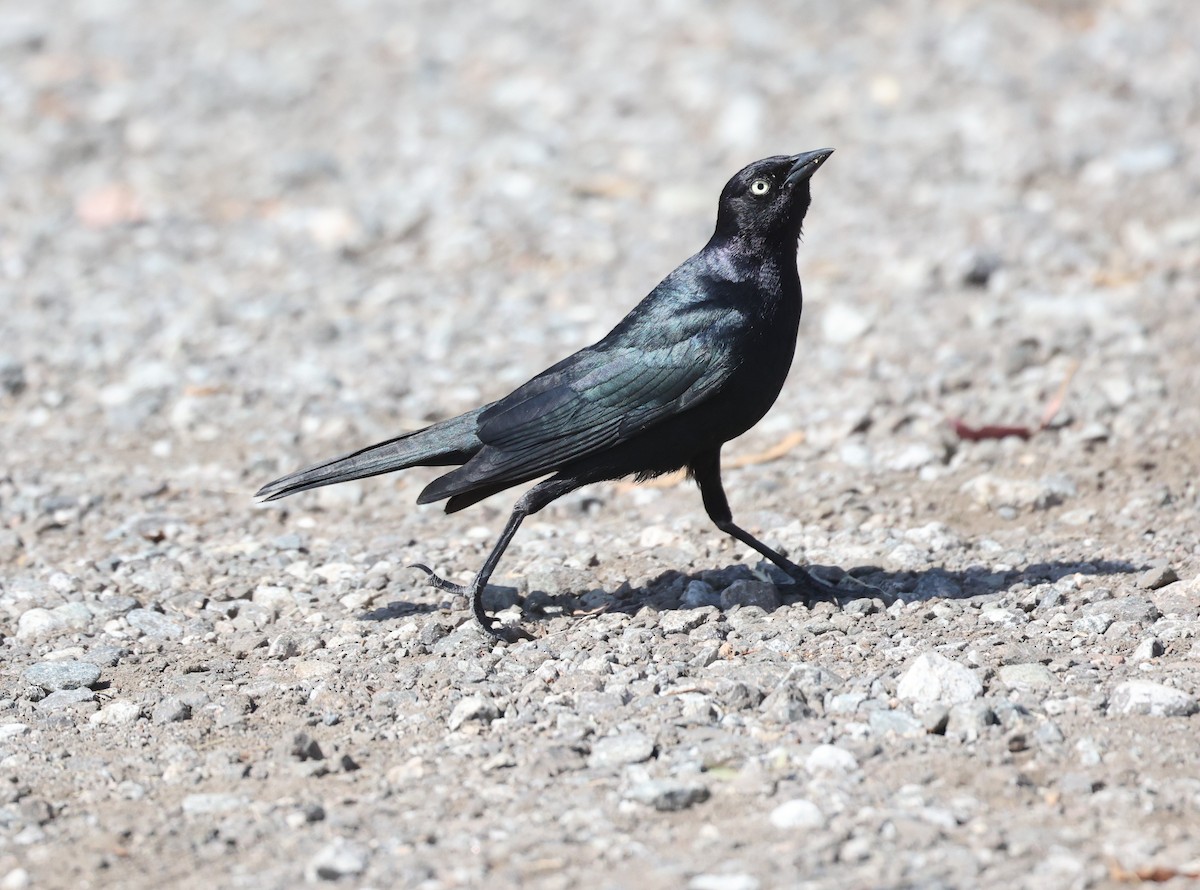 Brewer's Blackbird - ML637750171