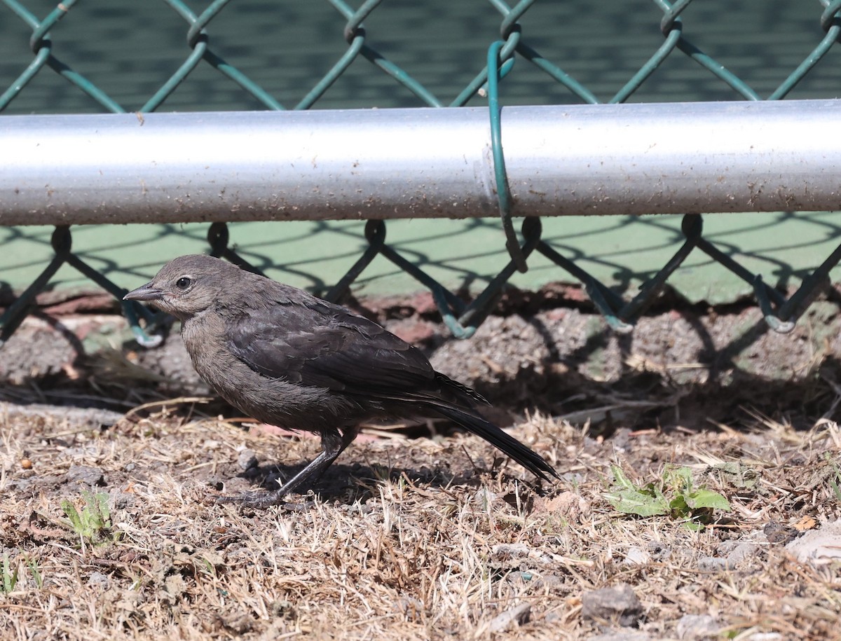 Brewer's Blackbird - ML637750172
