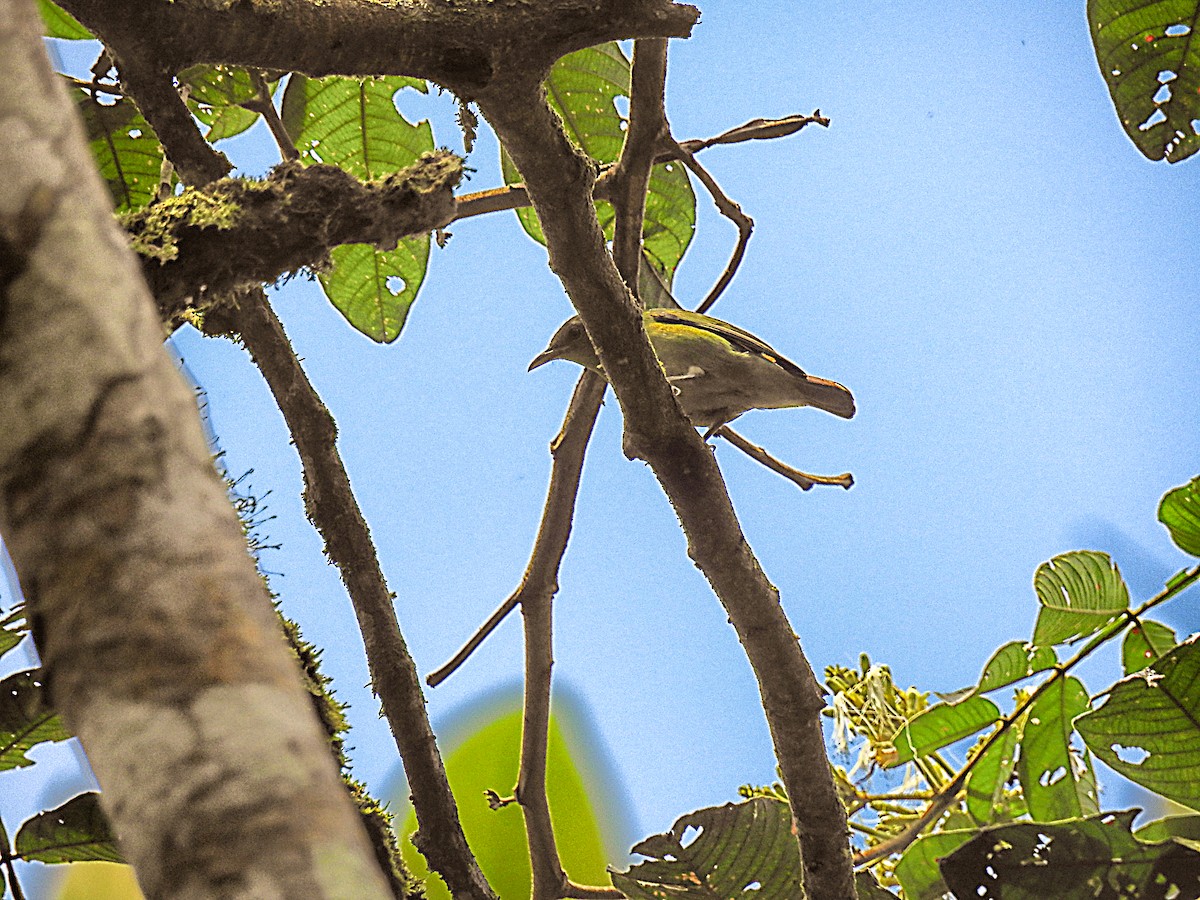 Lesser Greenlet - ML637750176