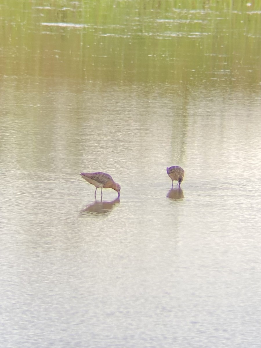 Short-billed Dowitcher - ML637750285