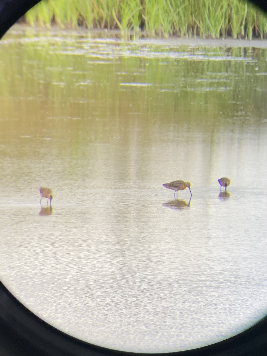 Short-billed Dowitcher - ML637750286