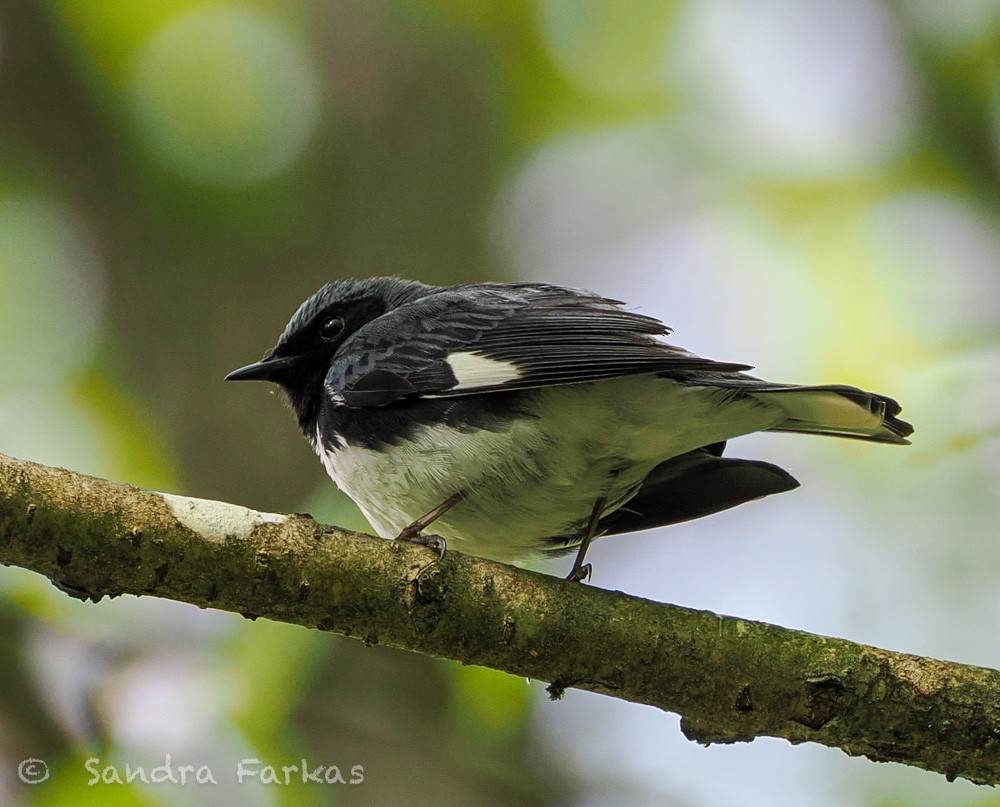 Black-throated Blue Warbler - ML637750323