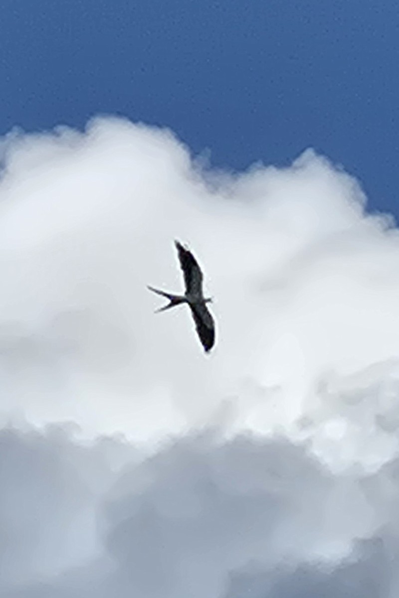 Swallow-tailed Kite - ML637750327