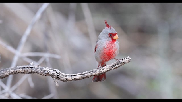 ørkenkardinal - ML637750333