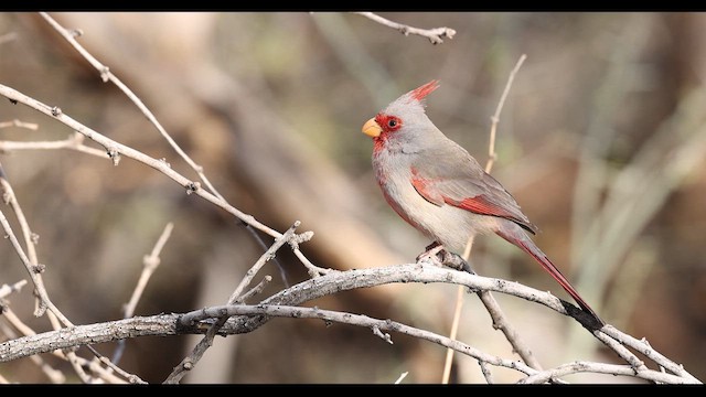 ørkenkardinal - ML637750342