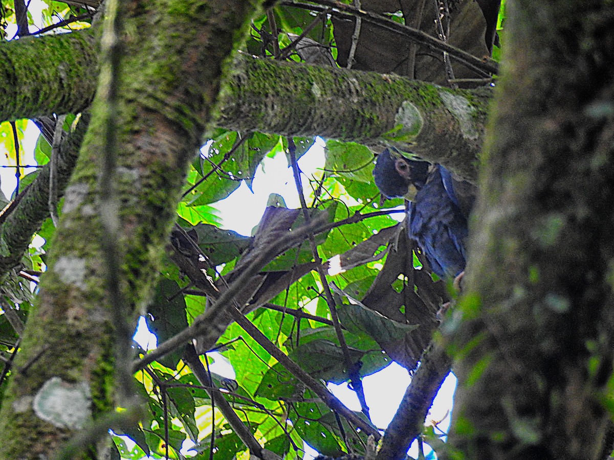 Bronze-winged Parrot - ML637750343