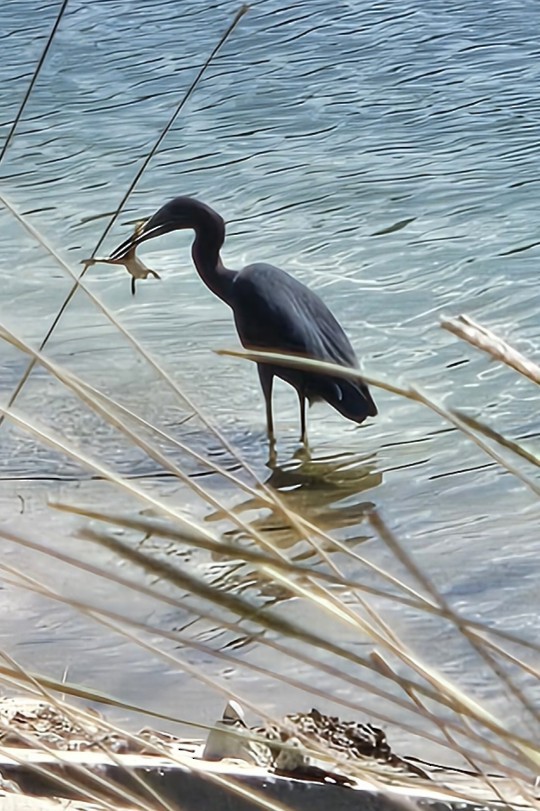 Little Blue Heron - ML637750346