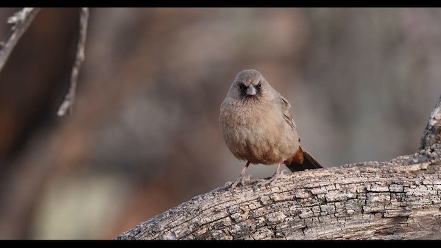 Abert's Towhee - ML637750357
