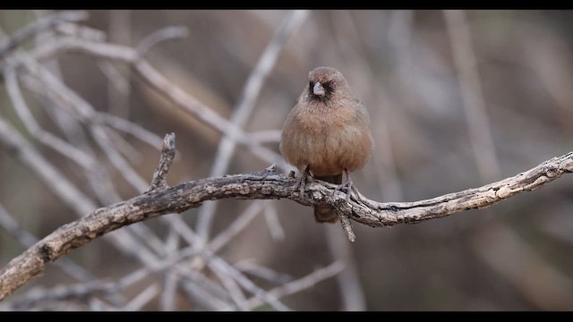 Abert's Towhee - ML637750363