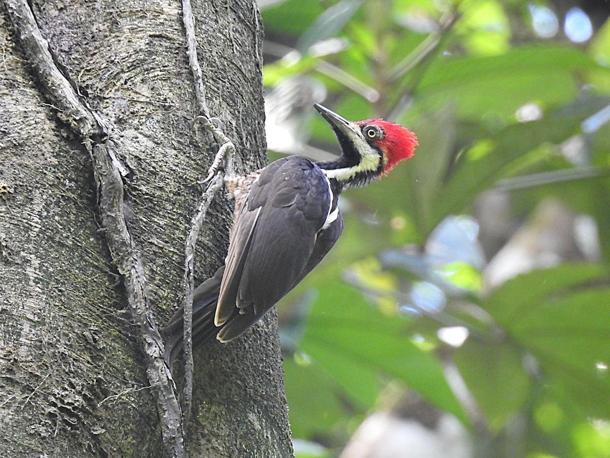 Guayaquil Woodpecker - ML637750381