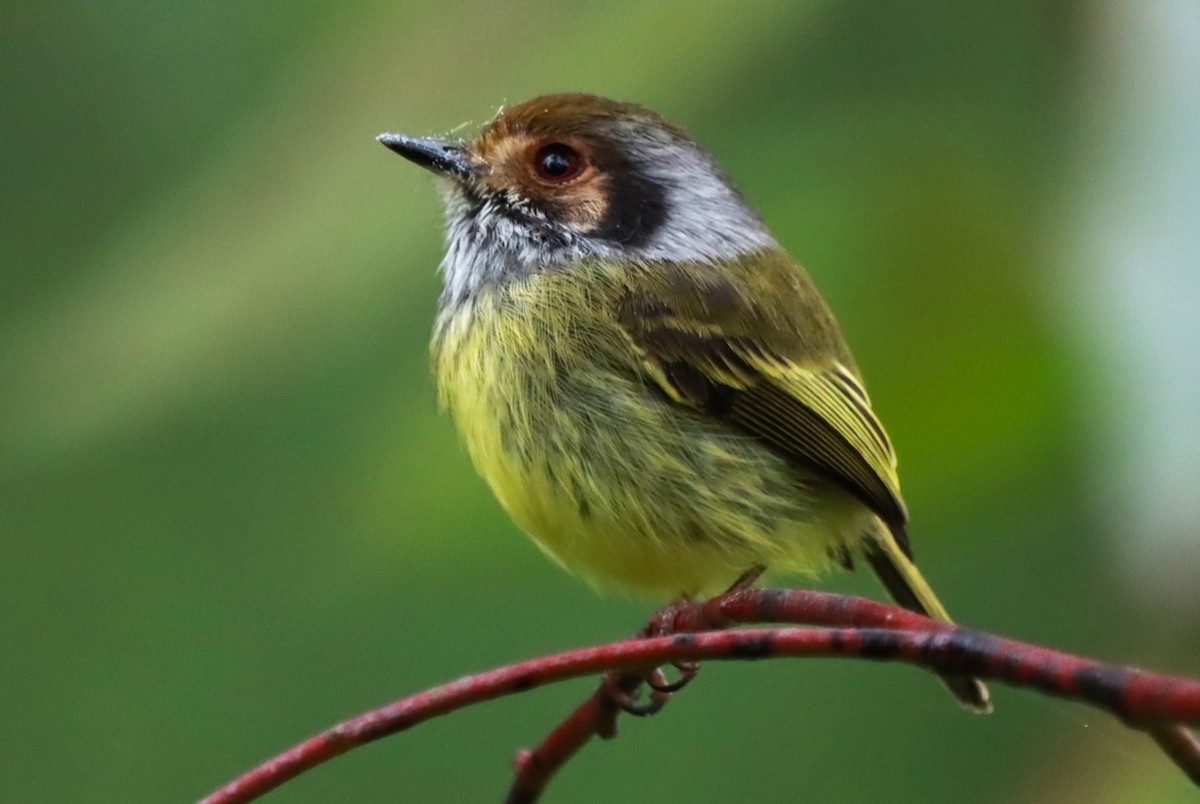 Eared Pygmy-Tyrant - ML637750405