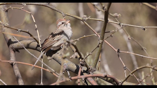 Rufous-winged Sparrow - ML637750439
