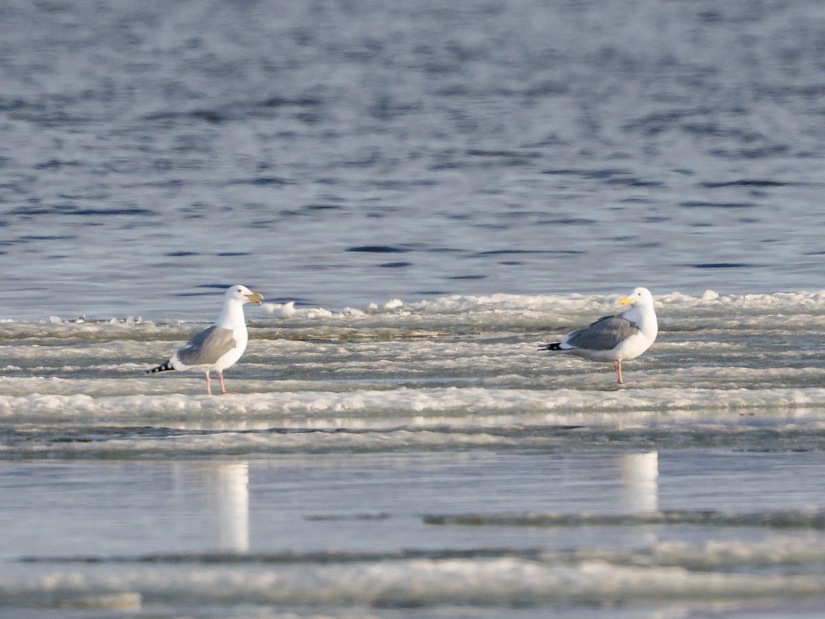 Vega Gull - ML637750446