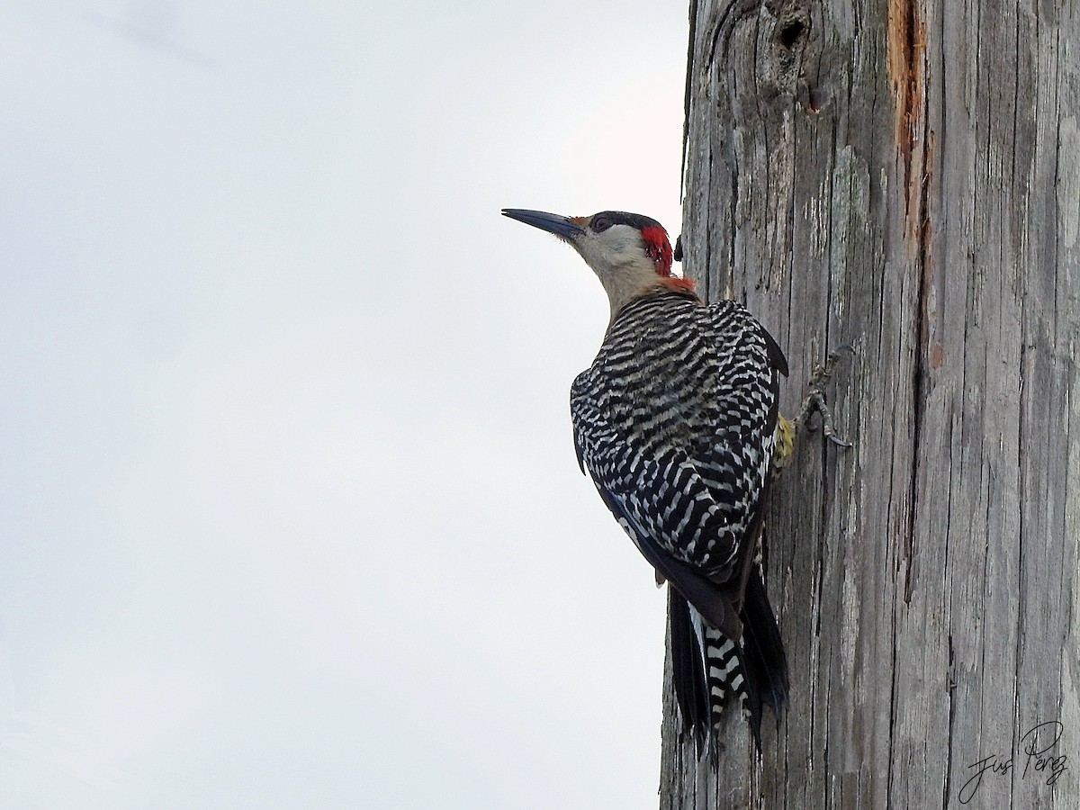 West Indian Woodpecker - ML637750455