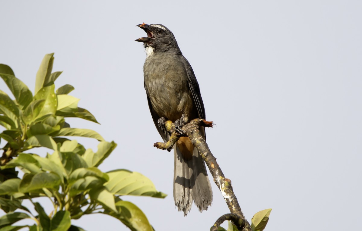 Cinnamon-bellied Saltator - ML637750469