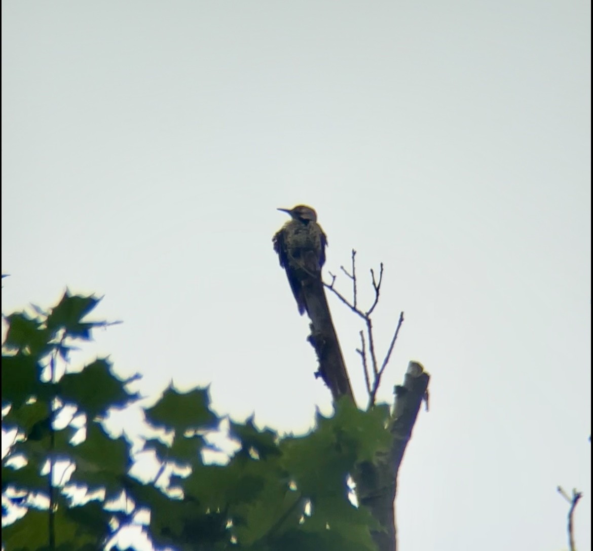 Northern Flicker - ML637750471