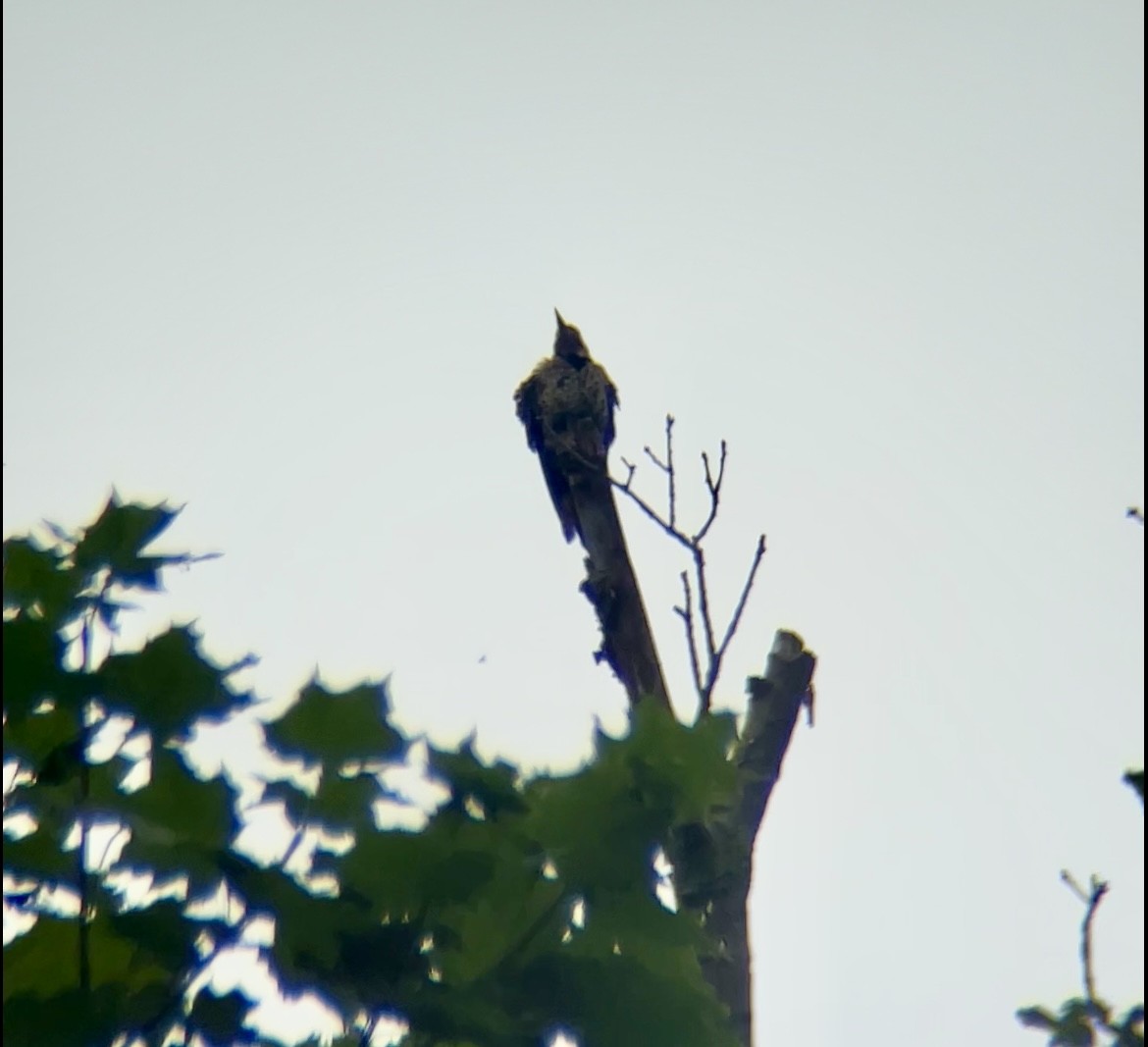 Northern Flicker - ML637750472