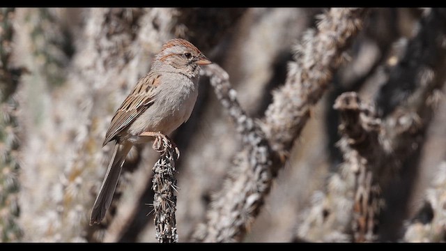 Rufous-winged Sparrow - ML637750473