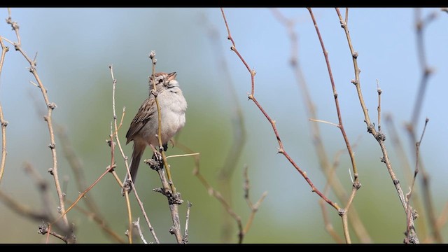 Rufous-winged Sparrow - ML637750484